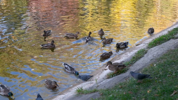 Many Ducks Swimming in the Autumn Pond