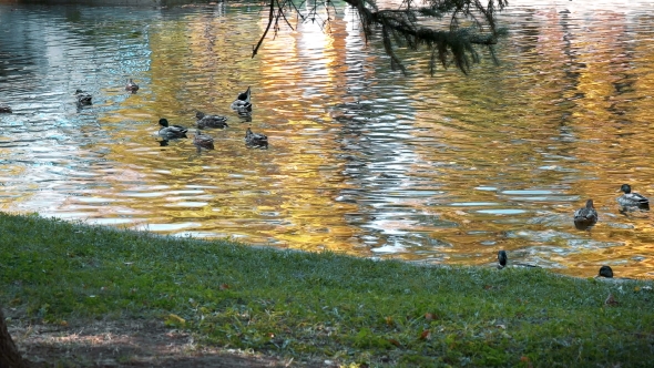 Many Ducks Swimming in the Autumn Pond