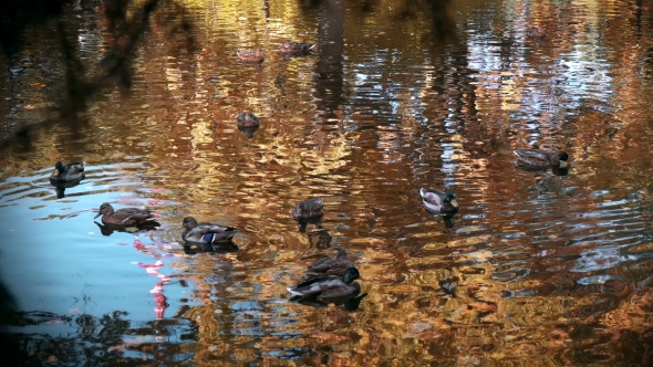 Many Ducks Swimming in the Autumn Pond