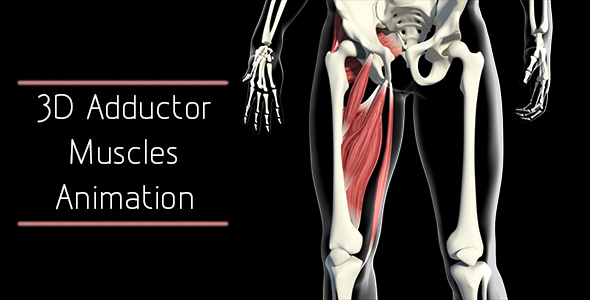3D Adductor Muscles