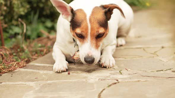 Jack Russell Terrier Dog Gnaws on the Bone on a Path in the Garden