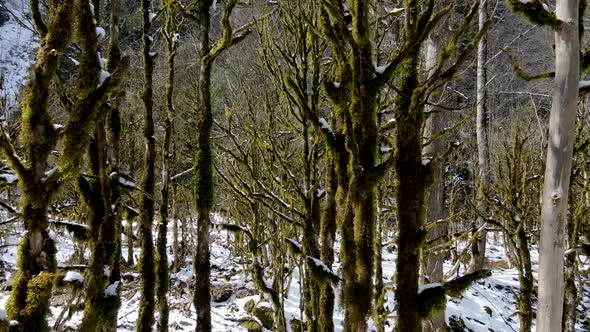 Boxwood Gene Forest