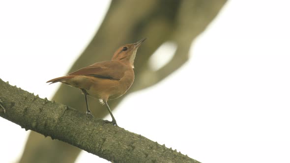 Rufous hornero on a tree brunch