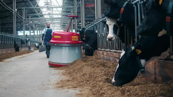 Farmworker is Walking Along the Farm with Cows and a Feed Pusher