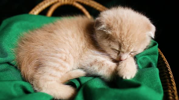 Cute kitten sleeping in a basket at home