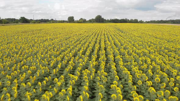 Camera Flies Over the Field With Sunflowers