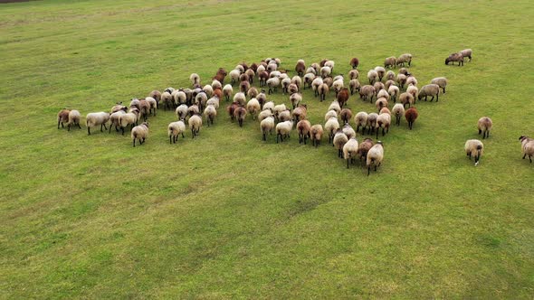 Flock of sheep on green field background.