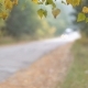 Cars Drive Through the Forest Road. - VideoHive Item for Sale