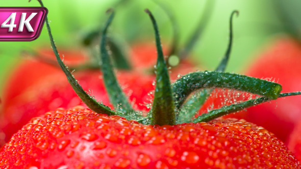 Tomatoes with Green Twigs