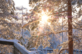 Sun shining through snowy trees - PhotoDune Item for Sale