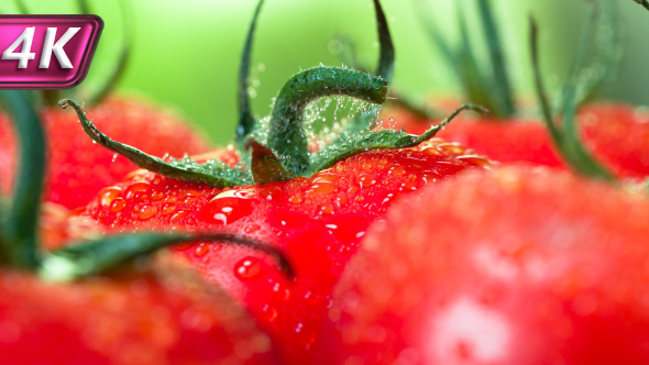 Fresh Tomatoes for Restaurant