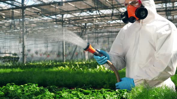 Biologist in Uniform Waters Growing Plants in a Glasshouse. Genetic Modification Food Concept. alt