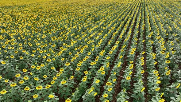 Flyover of a Field of Sunflower Plants