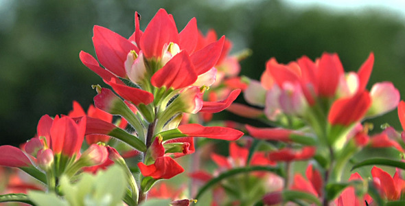 Indian Paintbrush Flowers