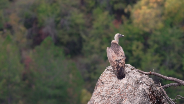 Vulture Standing Over Rock