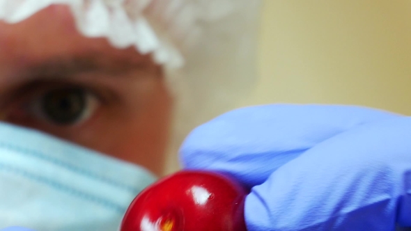 Laboratory Assistant in Laboratory on Agrarian Farm Checks Fresh Red Cherries