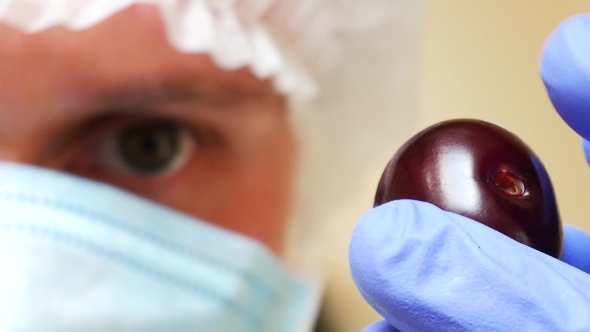 Laboratory Assistant Checks the Quality of Fresh Red Cherries