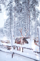 Reindeers in a winter landscape - PhotoDune Item for Sale