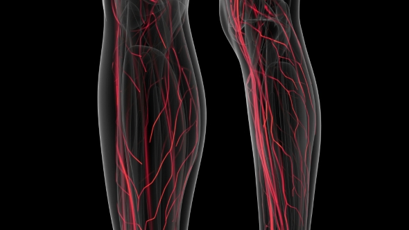 Human Body with Glow Blood Vessels alt
