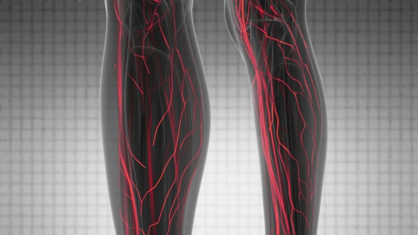 Human Body with Glow Blood Vessels alt