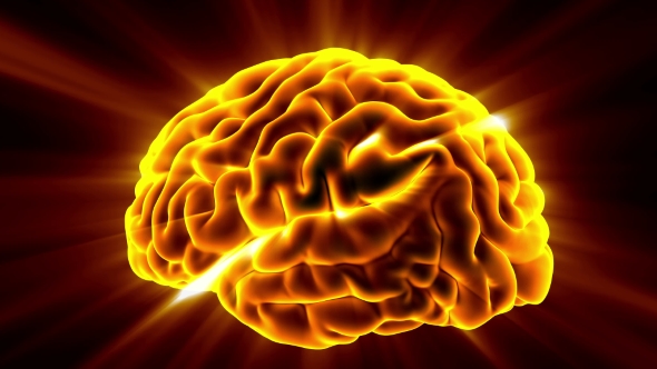 Anatomy of Human Brain alt