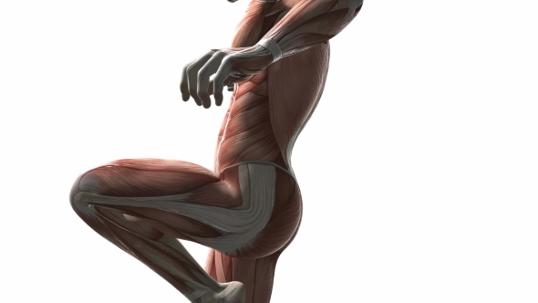 Human Muscle Anatomy alt