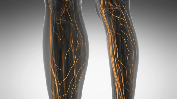 Human Body with Glow Blood Vessels alt