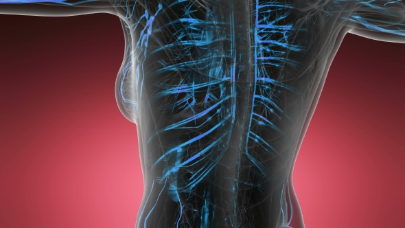 Human Body with Glow Blood Vessels alt