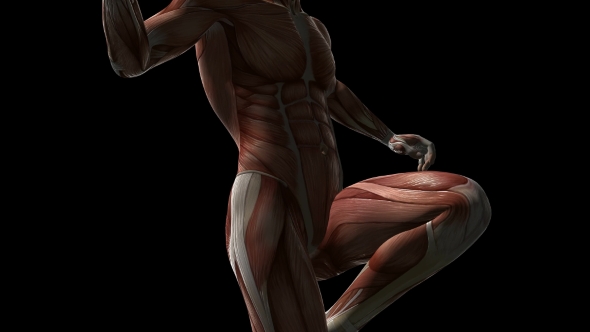 Human Muscle Anatomy alt