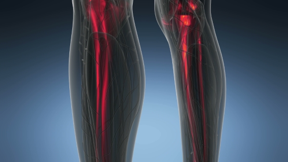 Human Body with Visible Skeletal Bones alt