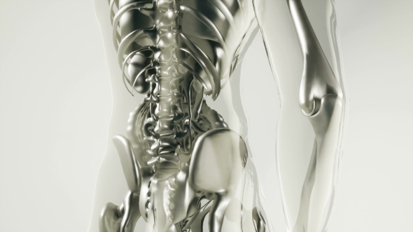 Human Skeleton Bones Model with Organs alt