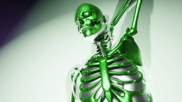 Human Skeleton Bones Model with Organs alt
