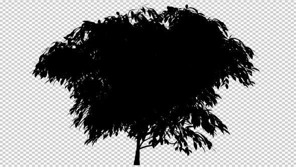 Wind In The Leaves 2