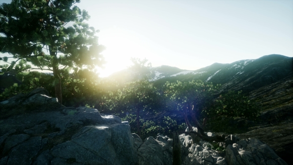 Sun Beams Through Trees alt