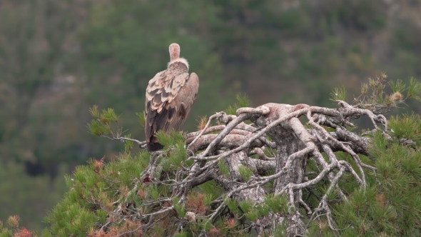 Vulture Standing Over Pine Tree Top