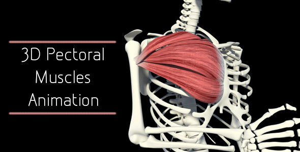 3D Pectoral Muscles Animation alt