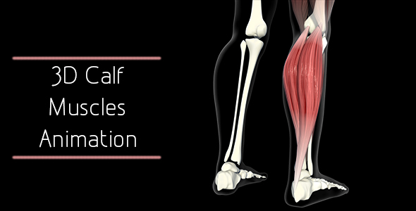 3D Calf Muscles Animation alt