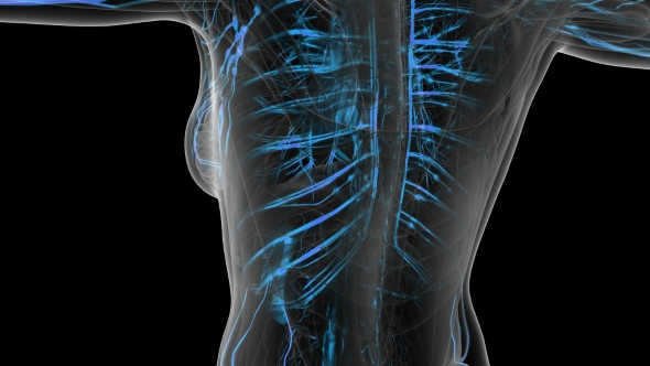 Human Body with Glow Blood Vessels alt