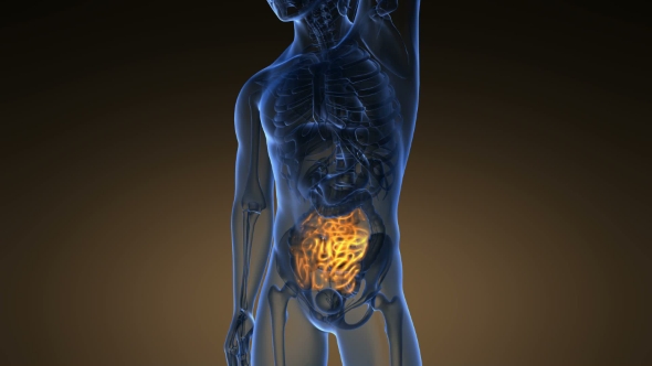 Anatomy Scan of Human Small Intestine alt