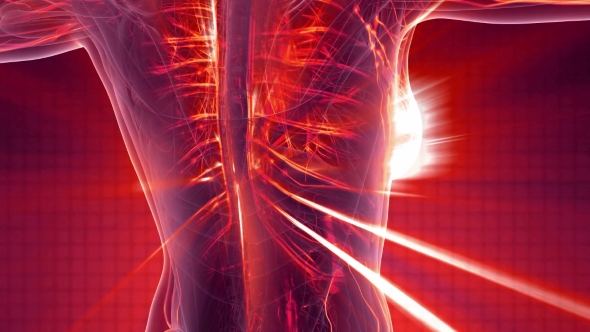 Human Body with Glow Blood Vessels alt