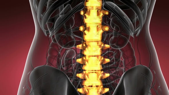 Backache in Back Bones alt