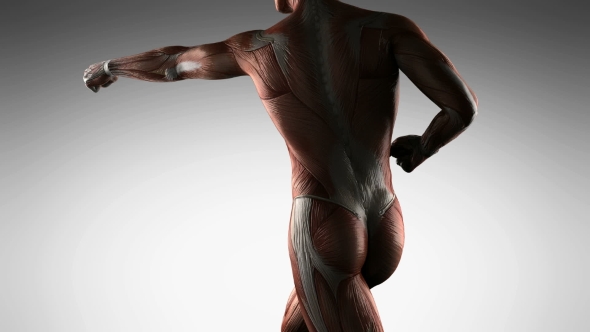 Human Muscle Anatomy alt