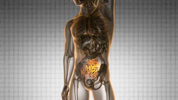 Anatomy Scan of Human Small Intestine alt