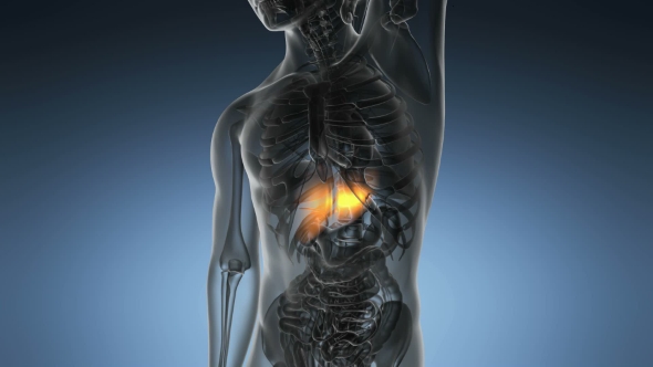 Anatomy Scan of Human Liver alt