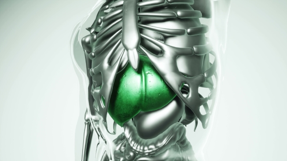 Human Stomach Model with All Organs and Bones