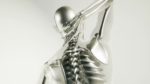 Human Skeleton Bones Model with Organs alt