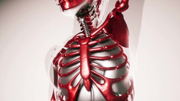 Human Skeleton Bones Model with Organs alt
