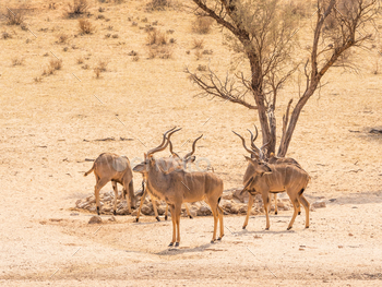 agadi Transfrontier Park, situated in the Kalahari Desert which straddles South Africa and Botswana.