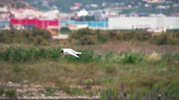 River Tern (Sterna Hirundo) Flying Against the City