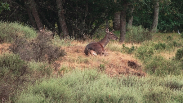 Female Deer Lying Down Chewing and Moving Ears